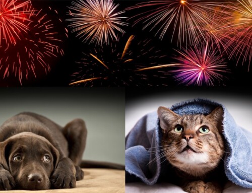 Tips To Keep Your Pets Safe During July Fourth Celebrations