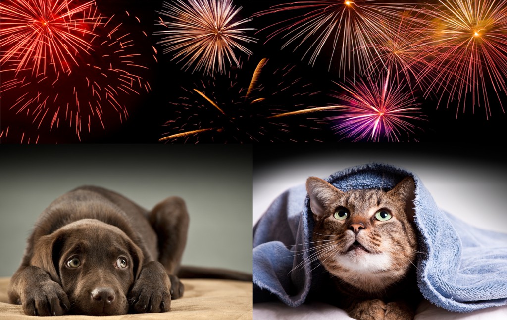 Keeping pets safe during fireworks