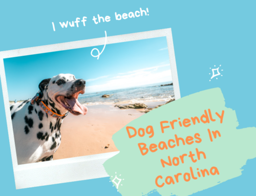 Top Dog Friendly Beaches In North Carolina