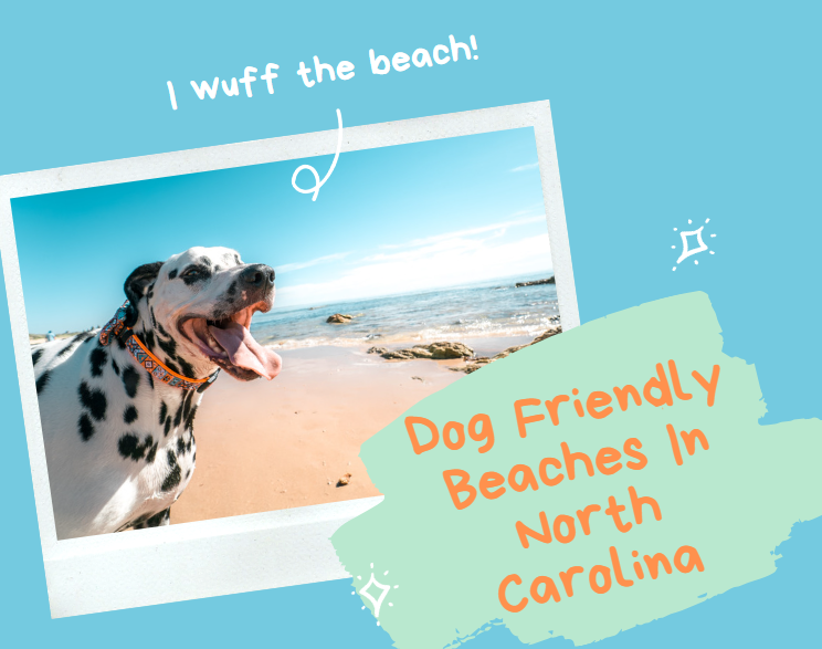 Best North Carolina Beaches For Dogs