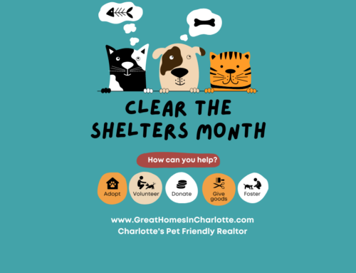 Clear The Shelters Month In Charlotte