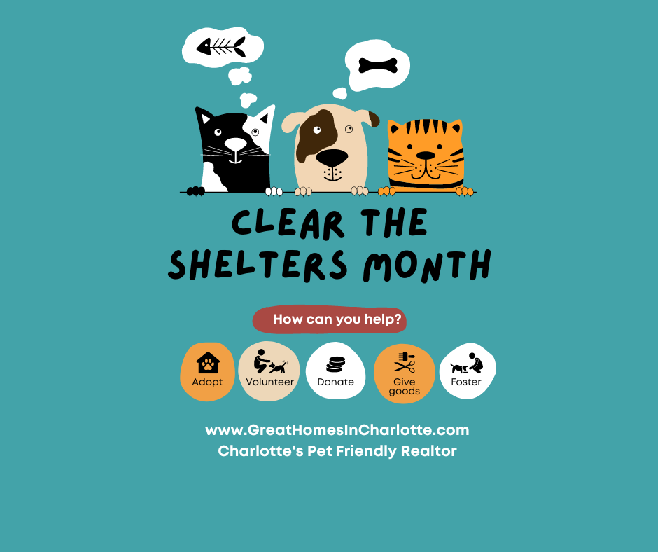 Clear The Shelters Month In Charlotte