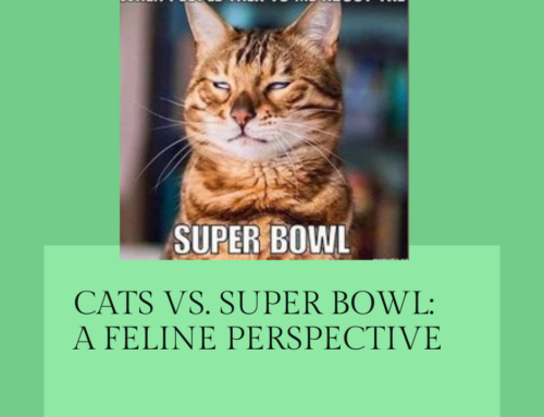 Super Bowl: What Do Cats Think?