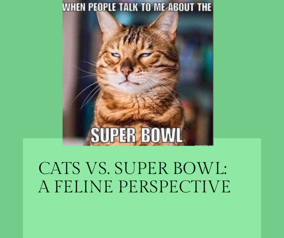 Super Bowl: What Do Cats Think?