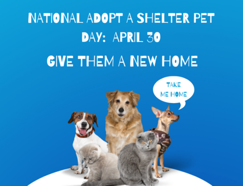 Adopt A Shelter Pet Day April 30