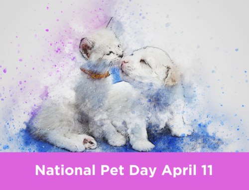 National Pet Day: 7 Purrfect Ways To Celebrate