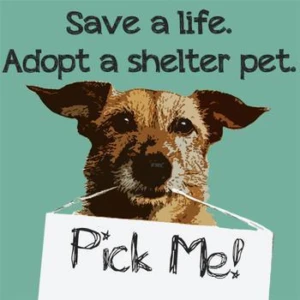 Save a life... adopt a shelter pet in Charlotte