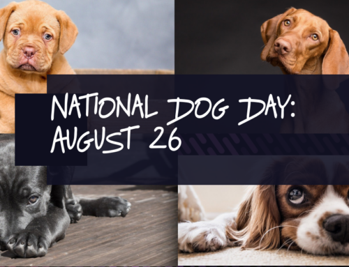 Happy National Dog Day 2024!