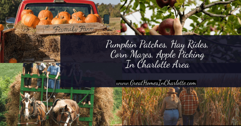 Charlotte's best places for pumpkin patches, hay rides, apple picking, corn mazes