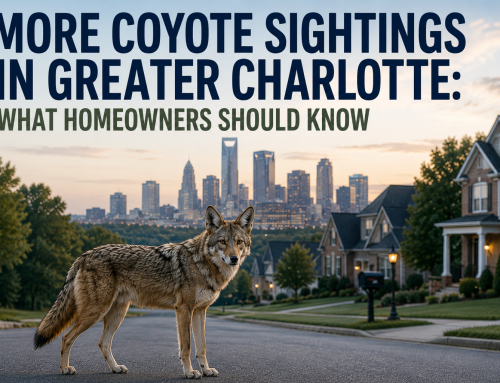 Coyote Sightings Increase In Charlotte: Homeowner Tips